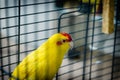 Red-fronted Kakariki parakeet yellow colored, goldcheck, (Cyanor Royalty Free Stock Photo