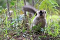 Red-fronted lemur Royalty Free Stock Photo