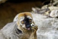 The red-fronted lemur (Eulemur rufifrons)