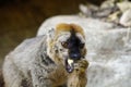 The red-fronted lemur (Eulemur rufifrons) Royalty Free Stock Photo