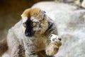 The red-fronted lemur (Eulemur rufifrons) Royalty Free Stock Photo