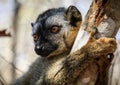 Portrait of a Red-fronted Brown Lemur clinging to a tree, Kirindy Forest, Menabe, Madagascar