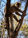 Red-fronted Brown Lemur in a tree, Kirindy Forest, Menabe, Madagascar