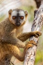 Red-fronted Lemur - Eulemur rufifrons Royalty Free Stock Photo