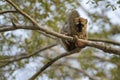 Red-fronted Lemur - Eulemur rufifrons, Kirindi forest, Madagascar Royalty Free Stock Photo