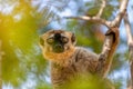 Red-Fronted Lemur, Eulemur Rufifrons, Madagascar wildlife animal Royalty Free Stock Photo