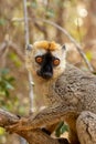 Red-Fronted Lemur, Eulemur Rufifrons, Madagascar wildlife animal Royalty Free Stock Photo