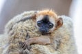 Red-Fronted Lemur, Eulemur Rufifrons, Madagascar wildlife animal Royalty Free Stock Photo