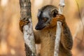 Red-fronted Lemur - Eulemur rufifrons Royalty Free Stock Photo