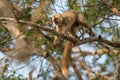 Red-fronted Lemur - Eulemur rufifrons Royalty Free Stock Photo