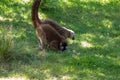 A red-fronted lemur at a local zoo Royalty Free Stock Photo