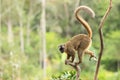 Red-fronted lemur Royalty Free Stock Photo