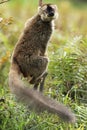 Red-fronted lemur Royalty Free Stock Photo
