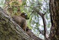 Red Fronted lemur Royalty Free Stock Photo