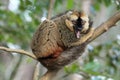 Red-fronted lemur Royalty Free Stock Photo
