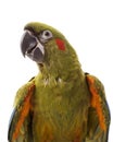 Red-fronted Macaw