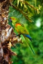 Red-fronted macaw ara green parrot Royalty Free Stock Photo
