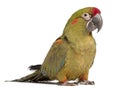 Red-fronted Macaw, Ara rubrogenys, 6 months old Royalty Free Stock Photo