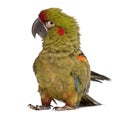 Red-fronted Macaw, Ara rubrogenys, 6 months old