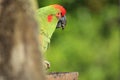 Red-fronted macaw Royalty Free Stock Photo