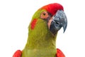 Red-fronted Macaw head closeup Royalty Free Stock Photo