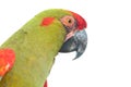 Red-fronted Macaw head closeup