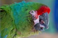 Red Fronted Macaw