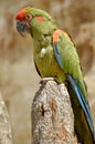 Red-fronted macaw perched on post Royalty Free Stock Photo