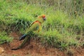 Red-fronted macaw Royalty Free Stock Photo