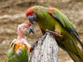 Red-fronted macaws perched on tree trunk Royalty Free Stock Photo