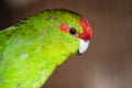 Red-fronted parakeet Cyanoramphus novaezelandiae Royalty Free Stock Photo