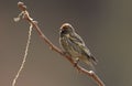 Red-fronted serin