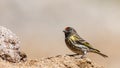 Red-fronted Serin