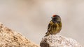 Red-fronted Serin Royalty Free Stock Photo