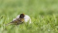 Red-fronted Serin