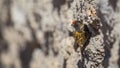 Red-fronted Serin on Stone Wall