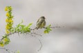 Red fronted Serin (Serinus pusillus)