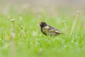 Red fronted Serin (Serinus pusillus)