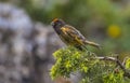 Red-fronted Serin (Serinus pusillus) is a so g bird.