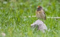 Red fronted Serin (Serinus pusillus)