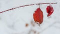 Red frost leaves frozen red leaves Royalty Free Stock Photo