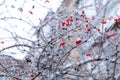 red frosty berries outside. winter nature season with frosty rowan berries twig. winter nature Royalty Free Stock Photo