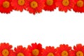 Red frower frame on white background 2 Royalty Free Stock Photo