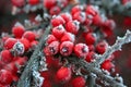 Red frozen berries Royalty Free Stock Photo