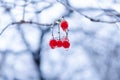 red frozen berries outside. winter nature season with frozen rowan berries twig. winter nature Royalty Free Stock Photo