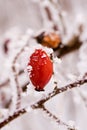 Red frozen berry