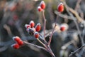 Red frozen briar berries Royalty Free Stock Photo