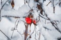 Red frozen rosehip fruits hanging on a branch of a bush covered with snow Royalty Free Stock Photo