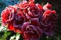 Red frozen roses outside in the winter land