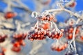 Red frozen Rowan berries covered with white hoarfrost in winter Park Royalty Free Stock Photo